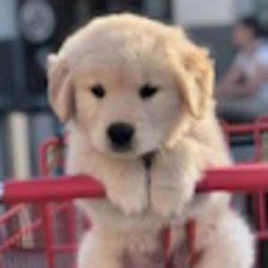 Meet your Posher, Annie